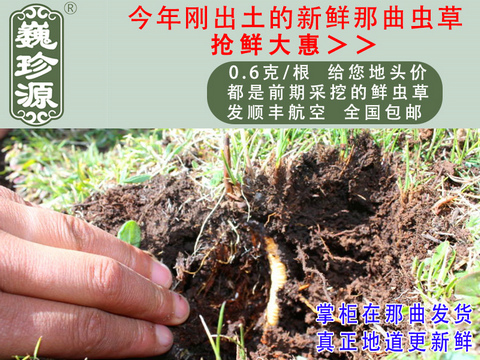 新鮮冬蟲夏草,那曲新鮮蟲草,巍珍源0.6克/根頭期那曲新鮮冬蟲夏草怎么吃最好