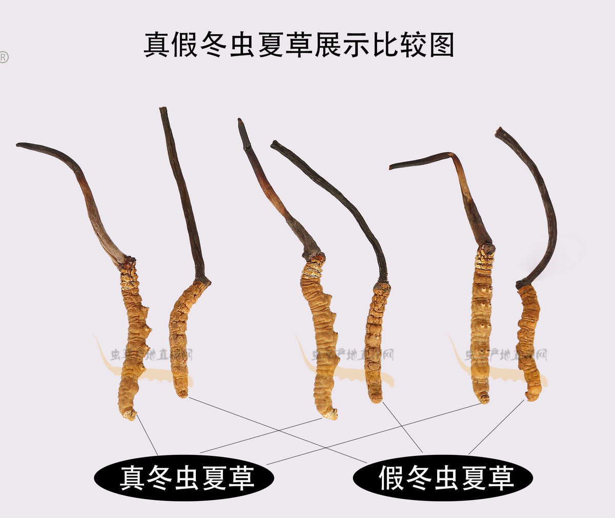 最容易以假亂真的假冬蟲(chóng)夏草樣子圖片
