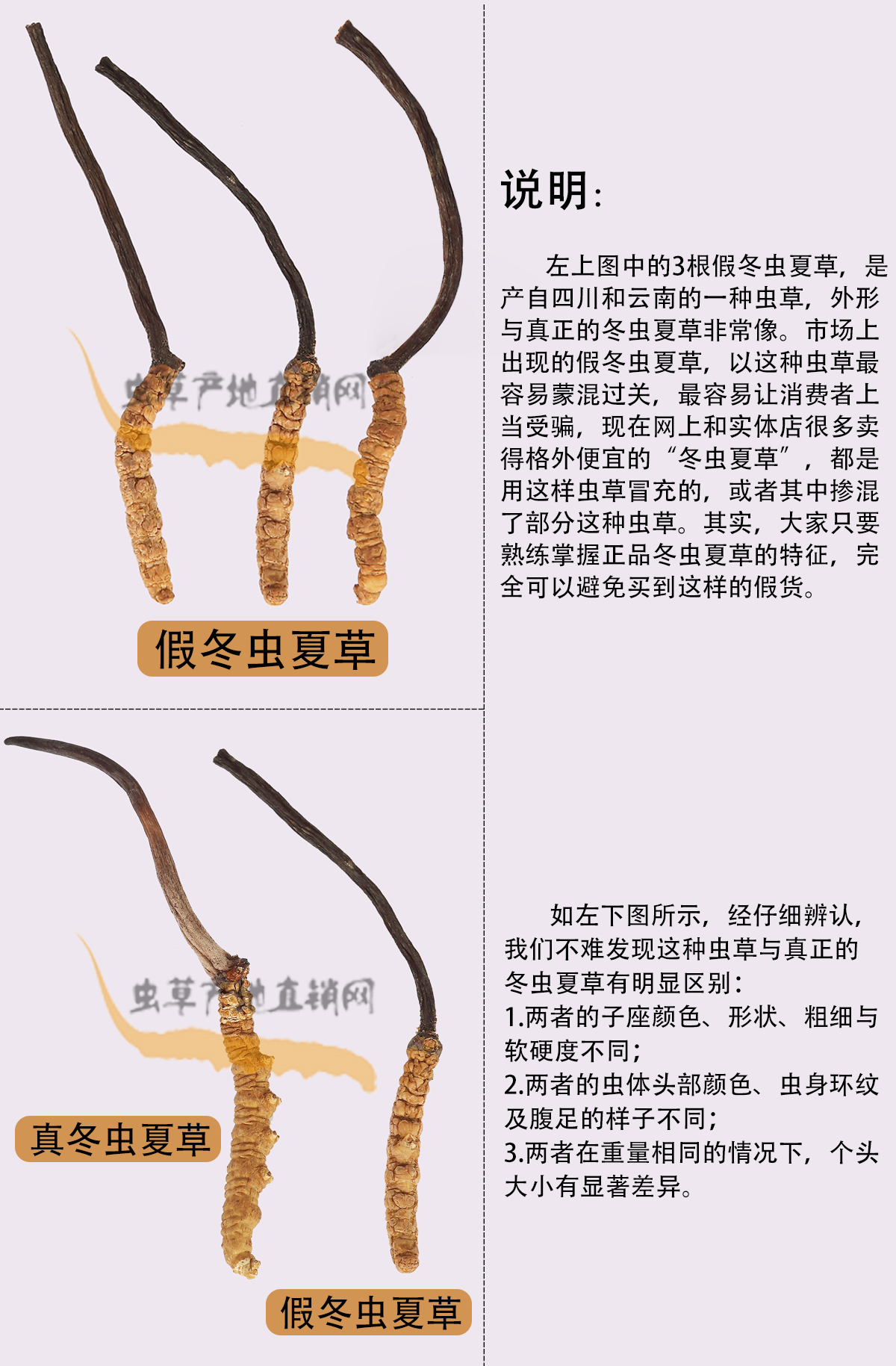 哪種蟲(chóng)草與冬蟲(chóng)夏草長(zhǎng)得最像