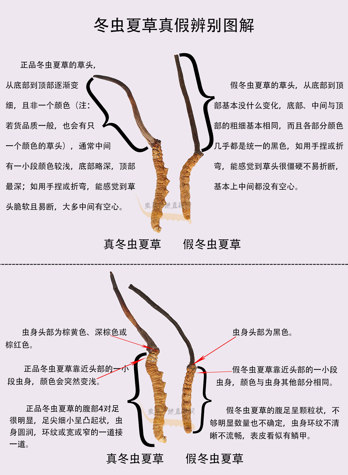 極易冒充真冬蟲(chóng)夏草的一種假蟲(chóng)草的圖片和樣子