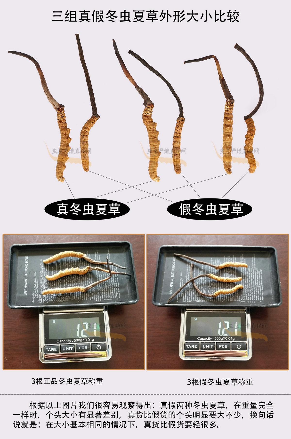 一種與真冬蟲(chóng)夏草長(zhǎng)得很像的假蟲(chóng)草圖片